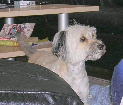 Blanding af racer Speedy Grethe Hund - Du har noget, jeg ved det!!! billede 9