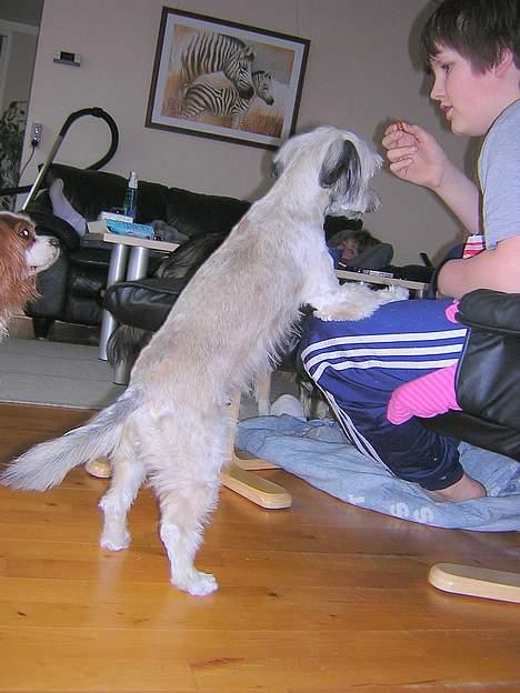 Blanding af racer Speedy Grethe Hund - Ja jeg vil ha det!!! billede 10