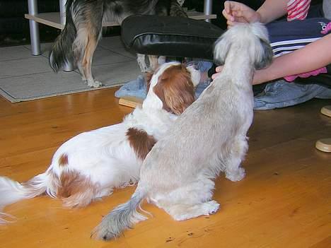 Blanding af racer Speedy Grethe Hund - Vi tigger da ikke.... billede 11