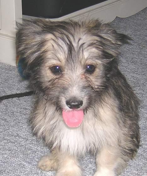 Blanding af racer Speedy Grethe Hund - Speedy samme dag hun kom til Danmark ca.12 uger gammel billede 12