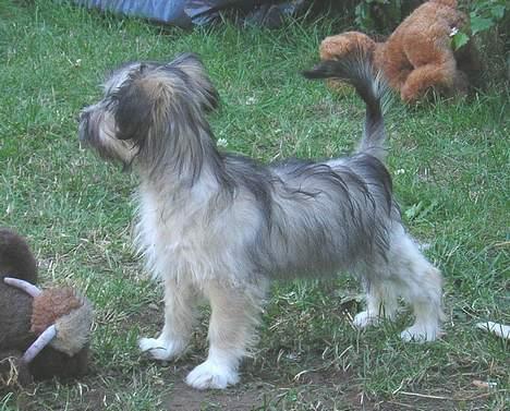 Blanding af racer Speedy Grethe Hund - 17 uger gammel. billede 13