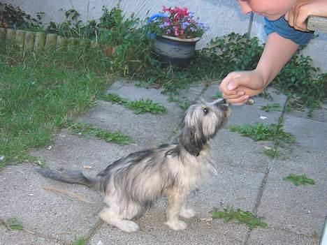 Blanding af racer Speedy Grethe Hund - Har du noget?? billede 14