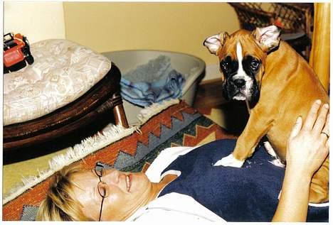 Boxer Arlu - Arlu er 10 uger sidder og hygger sig hos Birthe 2001 billede 9