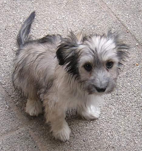 Blanding af racer Speedy Grethe Hund - Se jeg sidder pænt.. billede 15