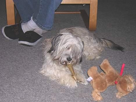 Blanding af racer Speedy Grethe Hund - Speedy juleaften 05. billede 16