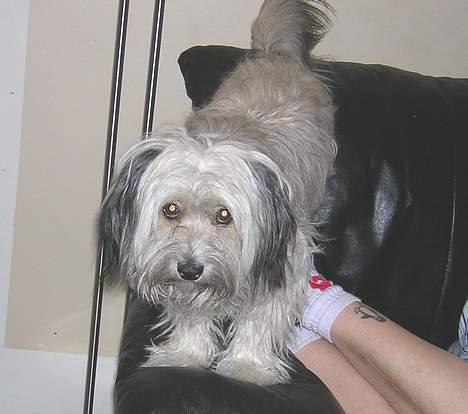 Blanding af racer Speedy Grethe Hund - Ballade mig??? billede 17