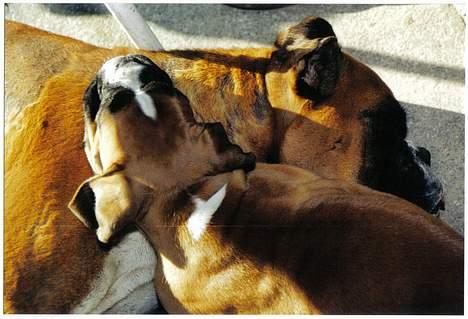 Boxer Arlu - Arlu er 8 uger, hviler sig hos sin mor Addi 2001 billede 11