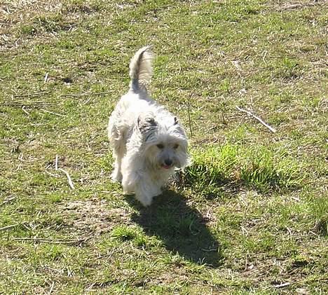 Blanding af racer Speedy Grethe Hund - Kommer nu, kommer nu... billede 18