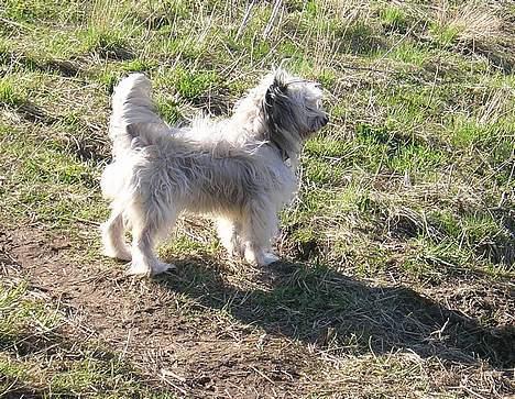 Blanding af racer Speedy Grethe Hund - Se jeg står pænt.. billede 19