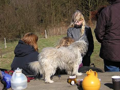 Blanding af racer Speedy Grethe Hund - Speedy til Græker træf 22 april.. billede 20
