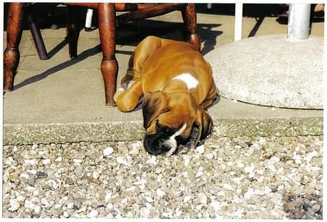 Boxer Arlu - Arlu er 8 uger og er urtolig træt billede 13