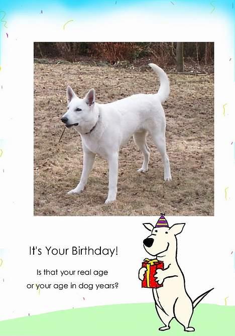 Hvid schæfer Luka - kun for sjov billede 8