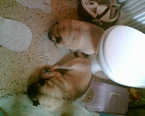 Mops "Cæs" - Man skulle jo nødigt gå glip af noget...... billede 7