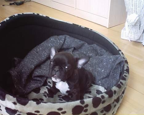 Fransk bulldog Gemelli - på stjernerne - Er glad for min nye kurv :-) billede 4