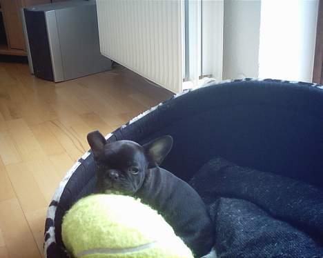 Fransk bulldog Gemelli - på stjernerne - Se min store bold billede 5