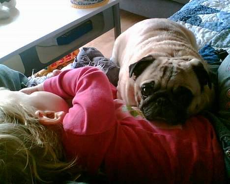 Mops Celine - Celine sover sammen med Jasmin billede 9