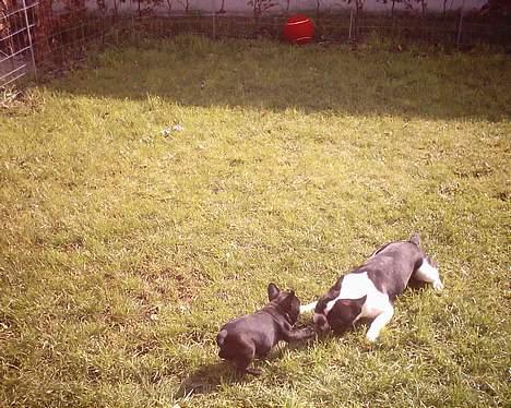 Fransk bulldog Gemelli - på stjernerne - Skal vi lege brormand billede 6