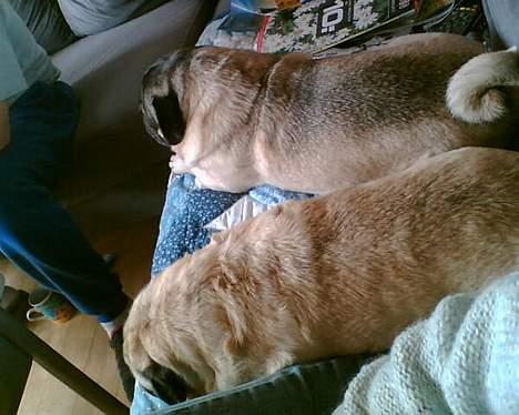 Mops Celine - Sofahygge billede 10