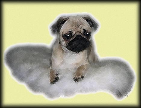 Mops Lajka - Det har min mormor lavet af mig........er jeg ikke dejlig??  billede 1