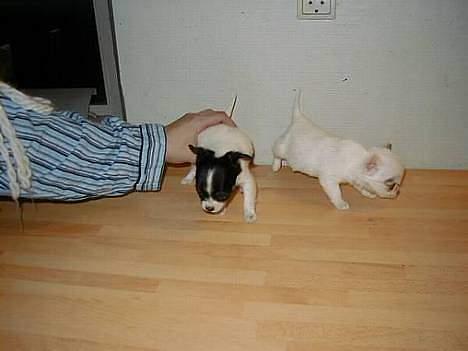 Chihuahua Tjalfe R.I.P Juni 2011 - her har vi så Tjalfe og hendes søster Diva ( Diva er ejet af Pernille J) billede 9
