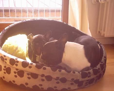 Fransk bulldog Gemelli - på stjernerne - Mig og min bror tumler billede 7