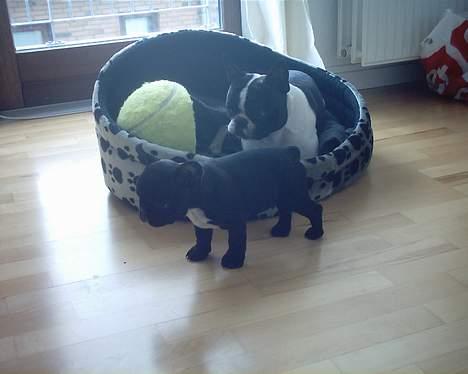 Fransk bulldog Gemelli - på stjernerne - Piv piv.. må ikke være i kurven billede 8
