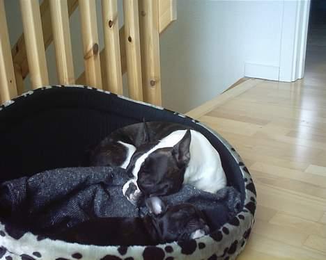 Fransk bulldog Gemelli - på stjernerne - Vi får lige en lur billede 9