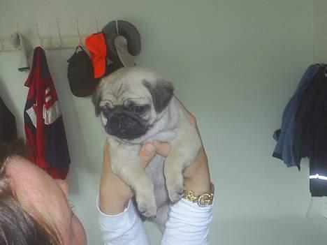 Mops Lajka billede 2