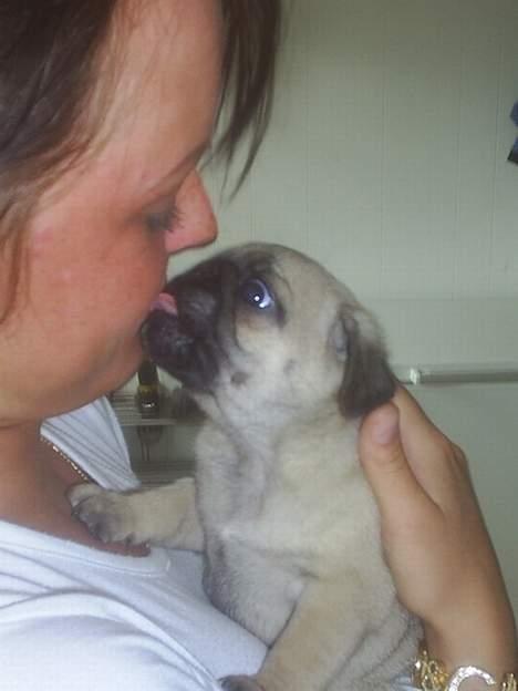 Mops Lajka - mor skal ha masser af møs hverdag billede 3