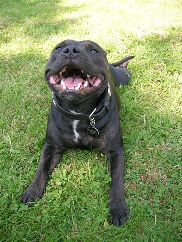 Staffordshire bull terrier Point of View Annie - Det er varm! Annie 1½ år. billede 13