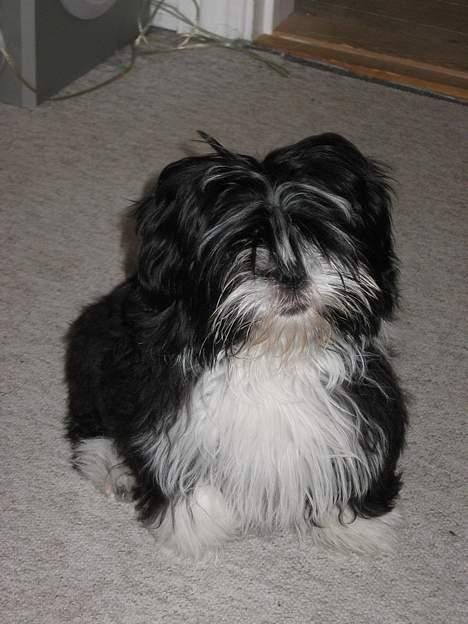 Lhasa apso Chilli - er jeg da ikke lidt sød billede 1