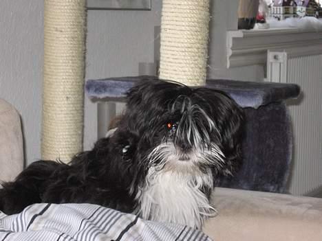 Lhasa apso Chilli - og jeg må også godt være i sofaen billede 2