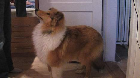 Collie langhåret Bertram billede 15