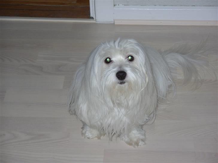 Coton de tulear *~Tut~* billede 12