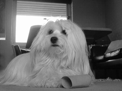 Coton de tulear *~Tut~* billede 13