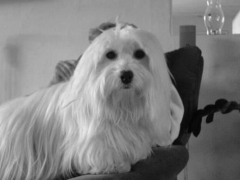 Coton de tulear *~Tut~* billede 14