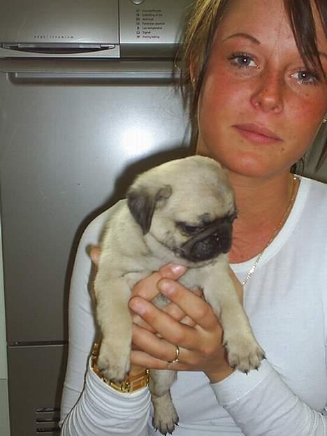 Mops Lajka - mors pige billede 4