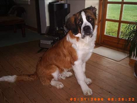 Sankt bernhardshund ~Aslan~ - jeg er ved at være stor og lækker.... billede 13