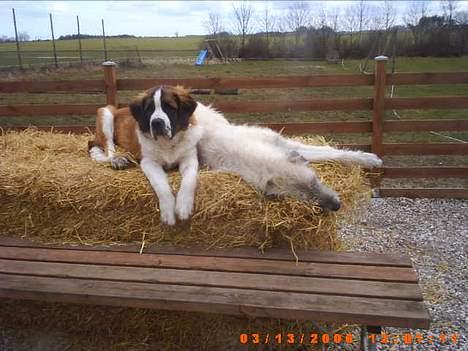 Sankt bernhardshund ~Aslan~ - jeg måtte have en bænk stillet op,så jeg kunne komme op til fanta... billede 14