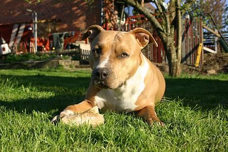 Amerikansk staffordshire terrier Alina - her ligger jeg og hygger mig billede 1