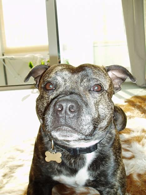 Staffordshire bull terrier Tais  billede 1