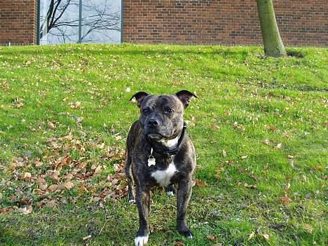 Staffordshire bull terrier Tais  billede 2