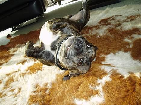 Staffordshire bull terrier Tais  billede 3