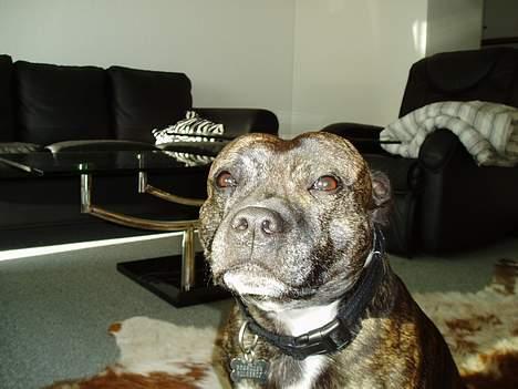Staffordshire bull terrier Tais  billede 4