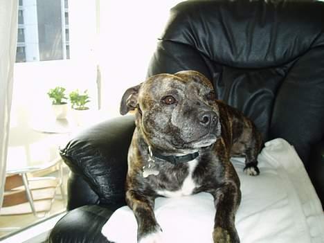 Staffordshire bull terrier Tais  billede 5