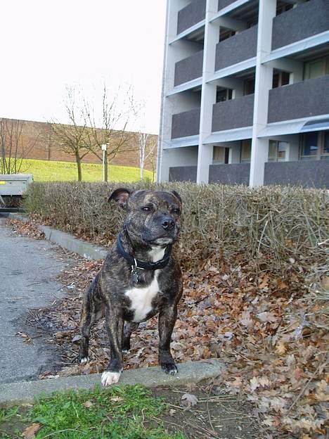 Staffordshire bull terrier Tais  billede 6