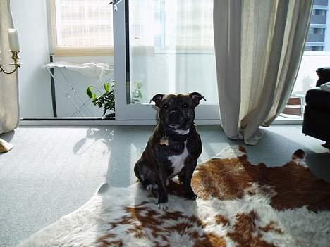 Staffordshire bull terrier Tais  billede 7