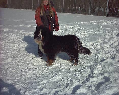 Berner sennenhund Snoopy (død) - Dejlige Snoopy 7½ år (Taget af Anni J d.5/3 06) billede 19