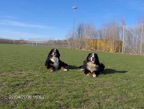 Berner sennenhund Snoopy (død) - Vi er da et par smukke drenge! billede 20