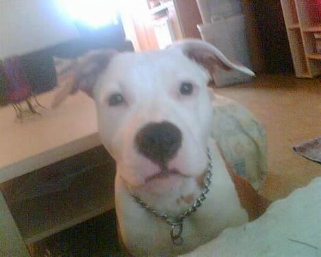 Amerikansk staffordshire terrier Keyto - Hvad er der nu? billede 16